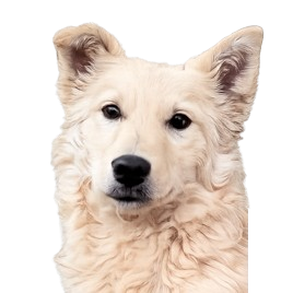 Rasa bez glasa - Udomi psa Bjanka