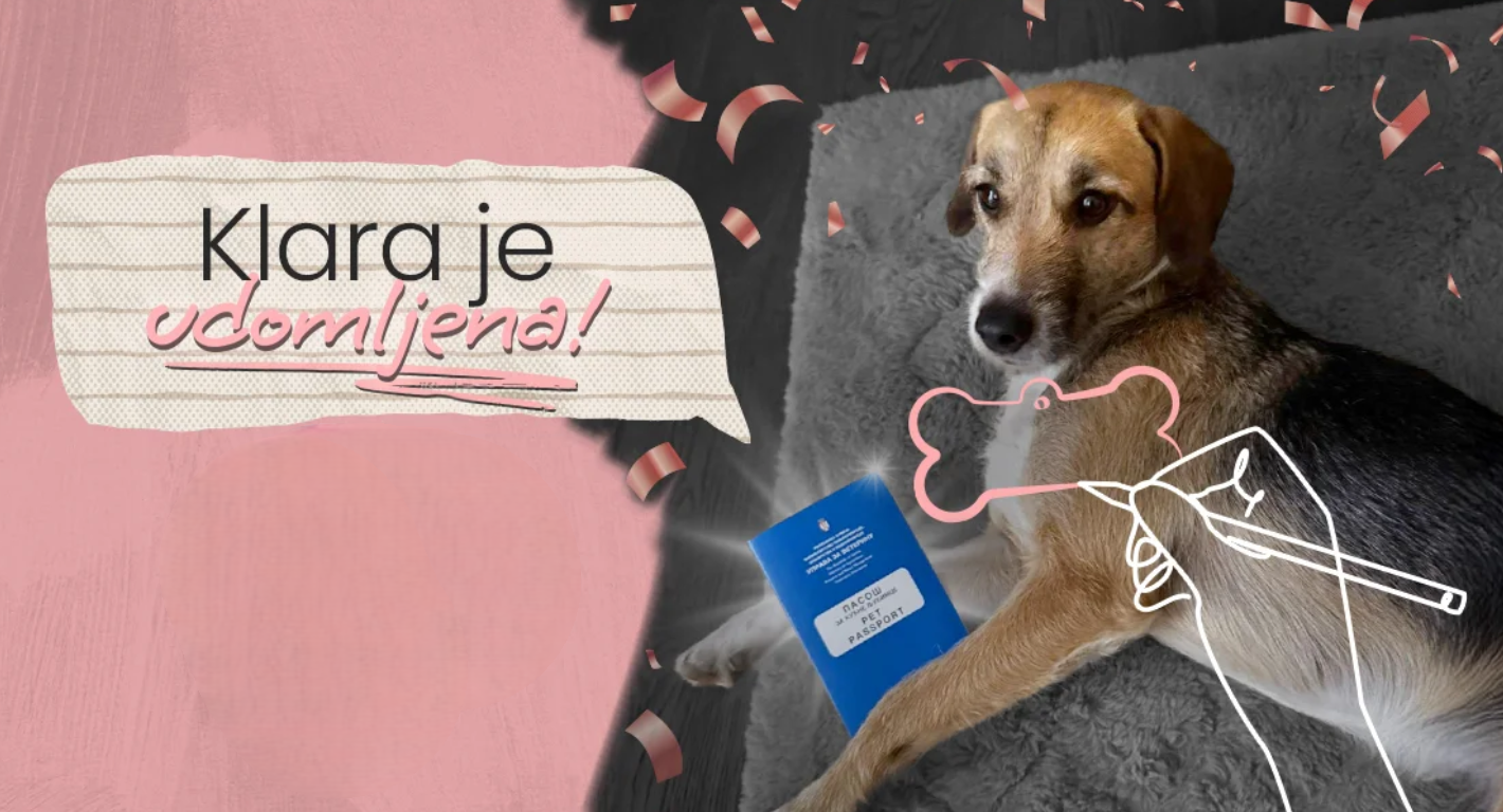 Rasa bez glasa - Klara je udomljena!