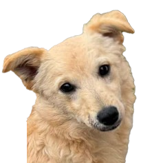 Rasa bez glasa - Udomi psa Mima