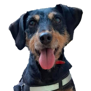 Rasa bez glasa - Udomi psa Moli