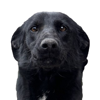 Rasa bez glasa - Udomi psa Gala