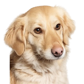 Rasa bez glasa - Udomi psa Breza