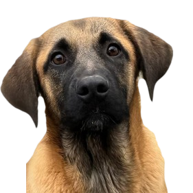 Rasa bez glasa - Udomi psa Mlata